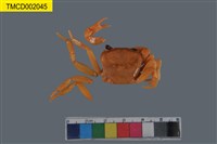 藏品(拉氏明溪蟹)的圖片